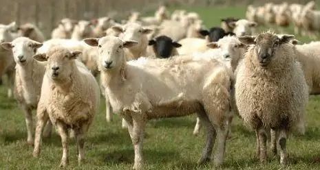 放养的羊遇到僵羊怎么办,养羊现在怎么办