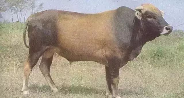 牛品种最好是哪个品种,适合生产雪花牛肉的中国牛品种