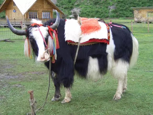 牛品种最好是哪个品种,适合生产雪花牛肉的中国牛品种