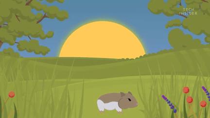 仓鼠的嘴巴是怎么塞下那么多食物,怎么看仓鼠嘴巴是不是藏食物了