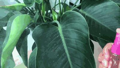 最好用的驱蚊好物,安全驱蚊效果好的驱蚊产品