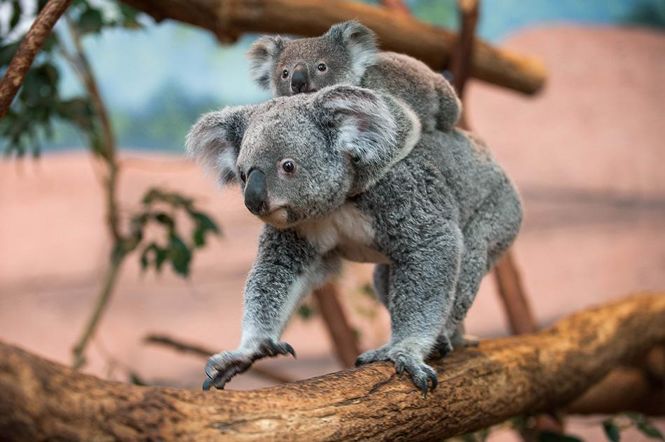 考拉要睡,考拉要努力