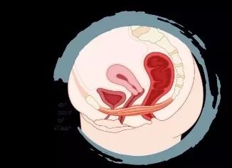 关爱女性盆底健康课程,关爱女性盆底健康讲座