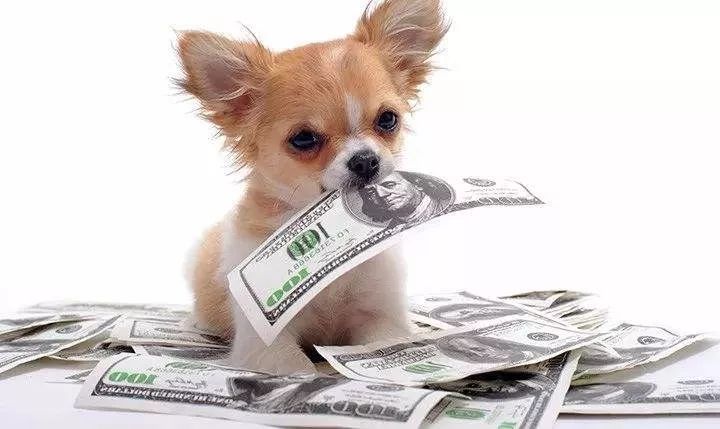 宠物店经营：打动客人开会员的几句话