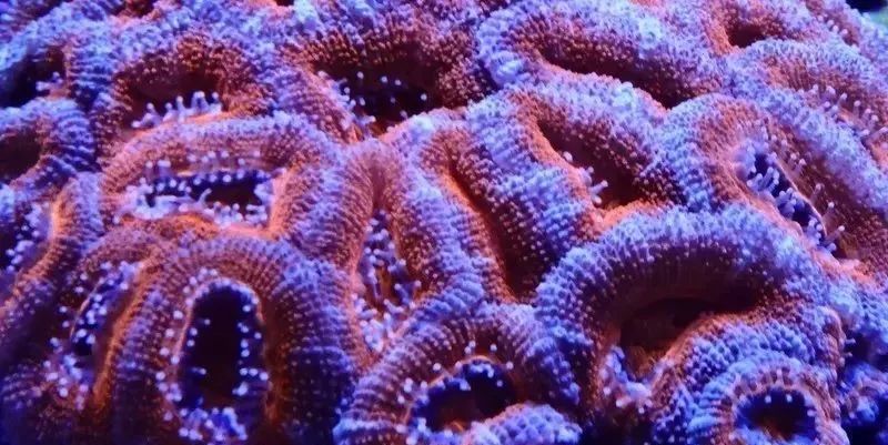 海缸害怕阳光照射吗,海缸如何压制褐藻