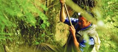 采燕窝人的绝技,采燕窝人吃燕窝