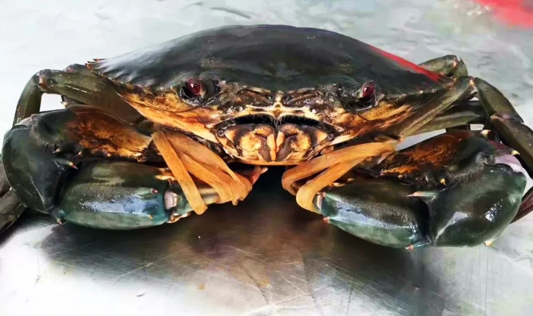 渔家女朋友圈直播,渔家女海鲜直播