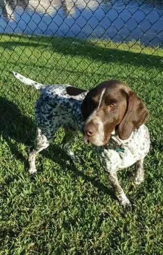 毒品对缉毒犬有没有影响,缉毒犬是不是让它有毒瘾