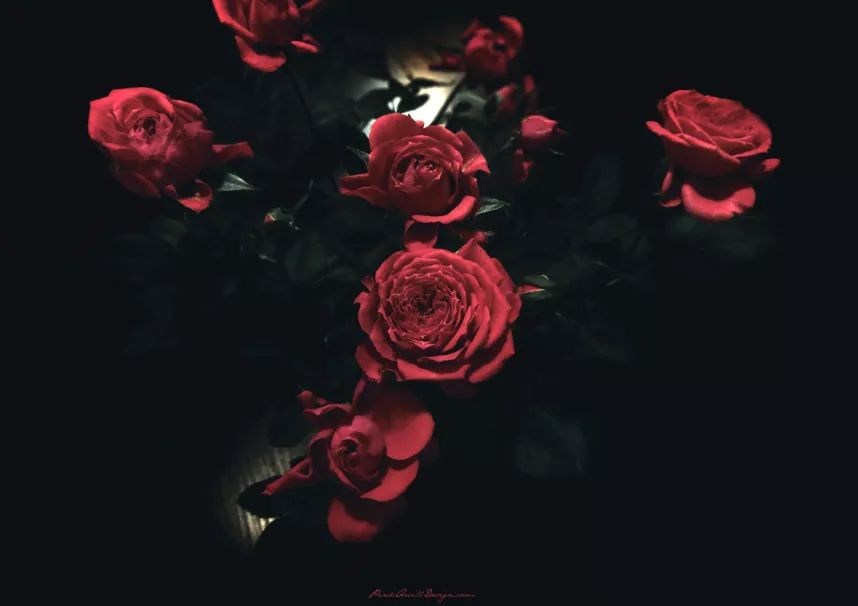 寻香|还原派VS颠覆派？诶呦~想不到这花还有两副面孔！（上）