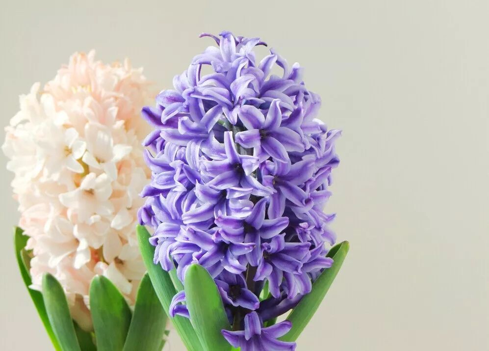 寻香|还原派VS颠覆派？诶呦~想不到这花还有两副面孔！（上）