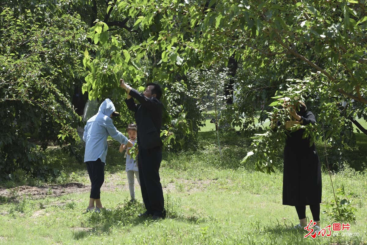 采摘桑葚也是一种乐趣,采摘桑葚的乐趣感想