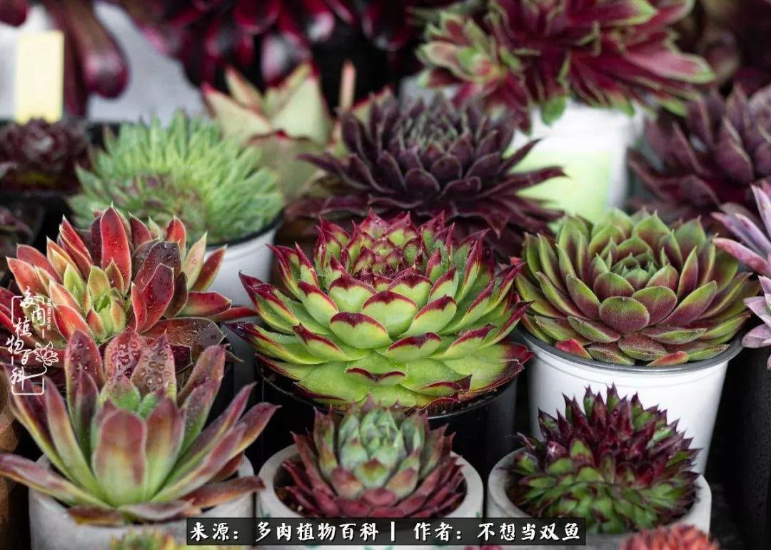 这是个什么神仙草？我被*引勾**了！不能自己一个人进坑！