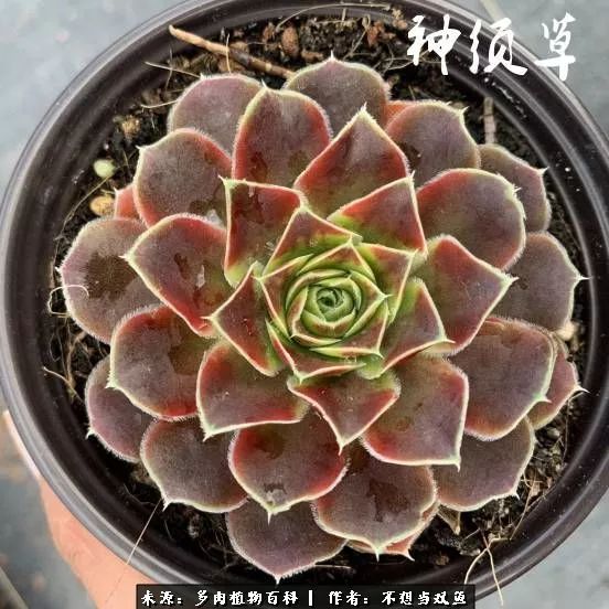 这是个什么神仙草？我被*引勾**了！不能自己一个人进坑！