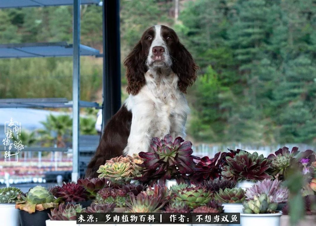 这是个什么神仙草？我被*引勾**了！不能自己一个人进坑！