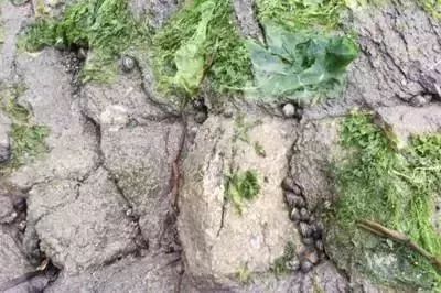 大连赶海抓海鲜的最佳地点黑石礁,大连市区蚬子赶海地点推荐