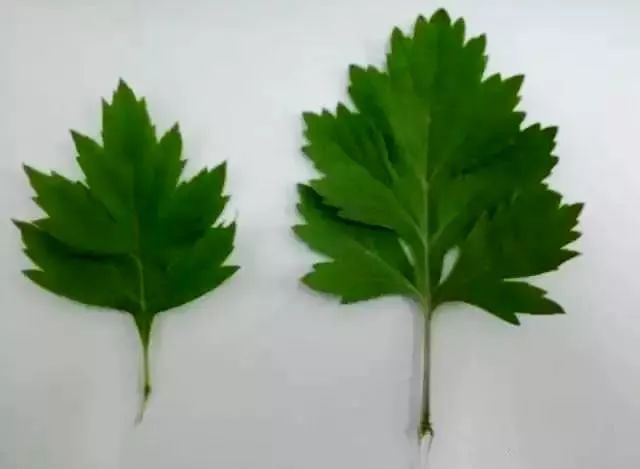 从黑皮逆袭到白皮,从黑皮逆袭到白皮多少瓶精华