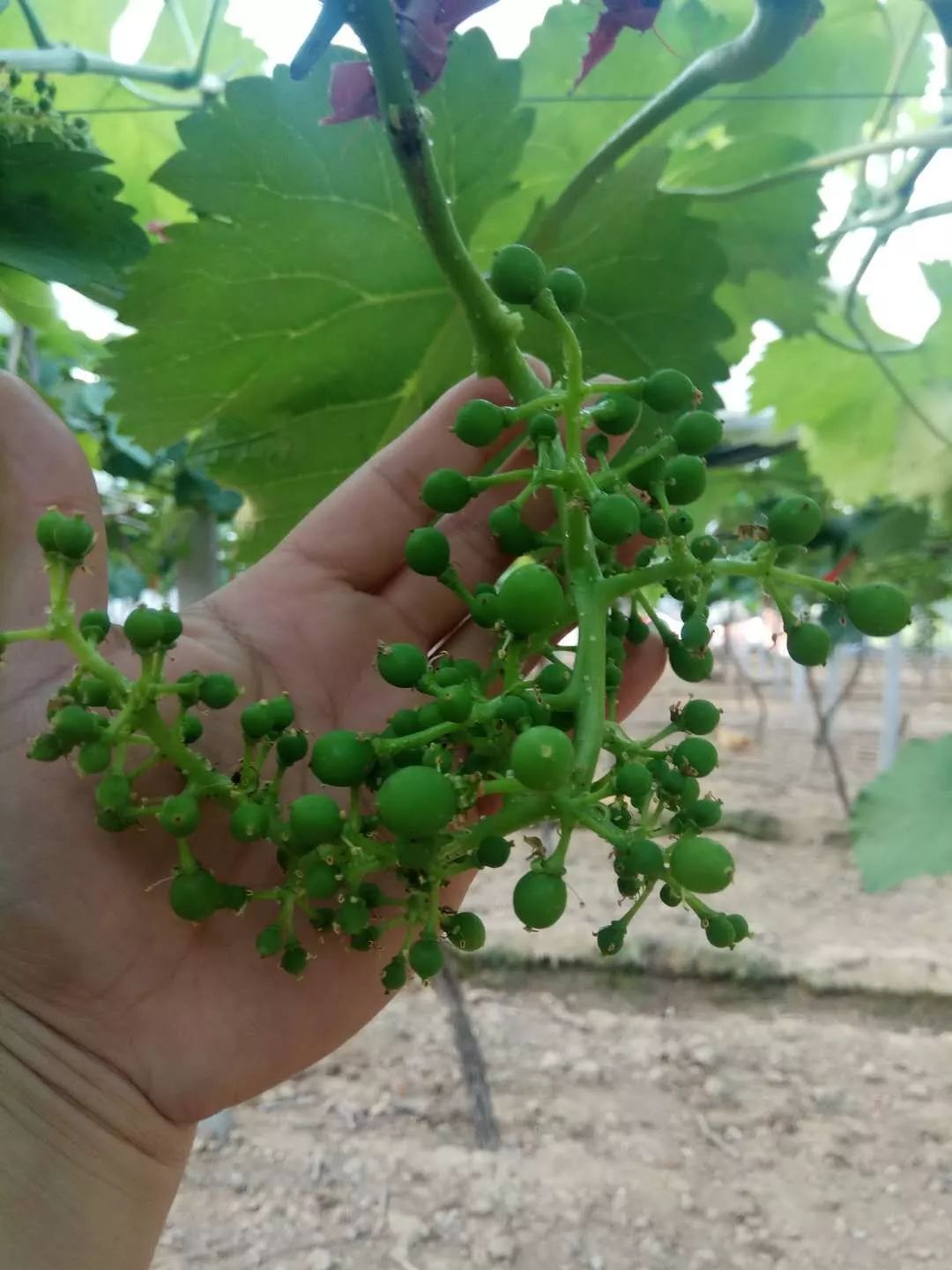 软化果梗用什么药,软化果梗用什么效果最好