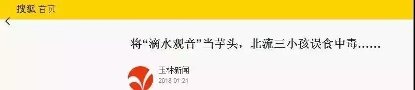 它神似芋头却被称“广东狼毒”,形似芋头的狼毒