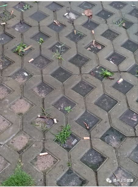 创卫新闻郭素芳,创卫现在的情况