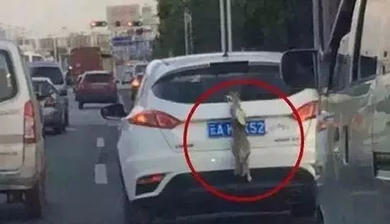 交警以72条规定扣车,公安部违法停车10分钟提醒规定