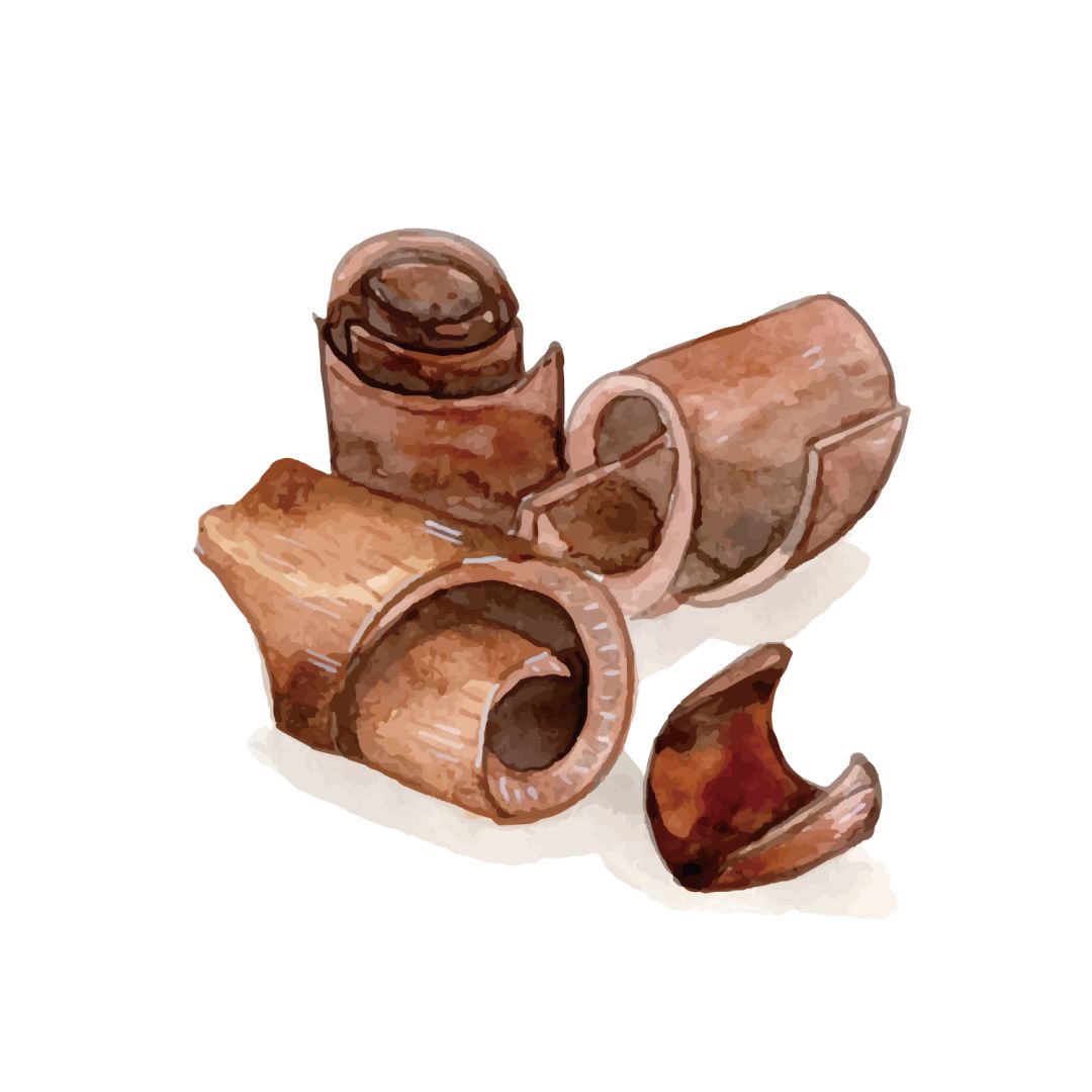 红豆杉树皮正确的吃法,红豆杉树皮的正确吃法