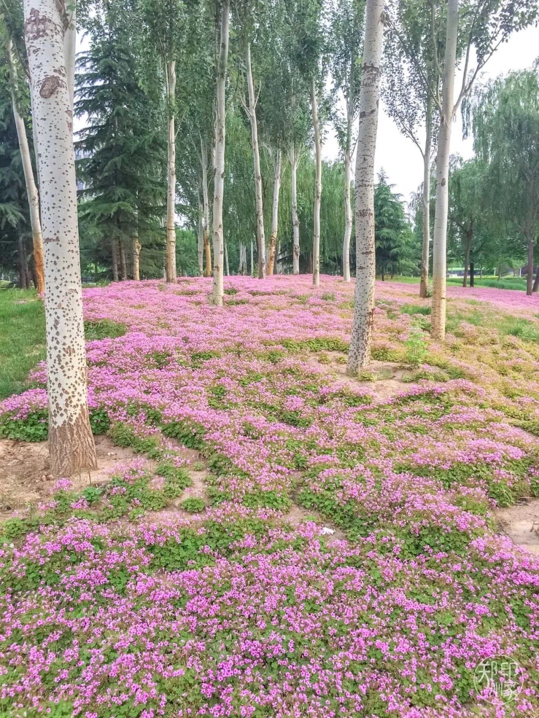 龙子湖沙滩游乐场在什么位置,蚌埠龙子湖网红沙滩多少钱