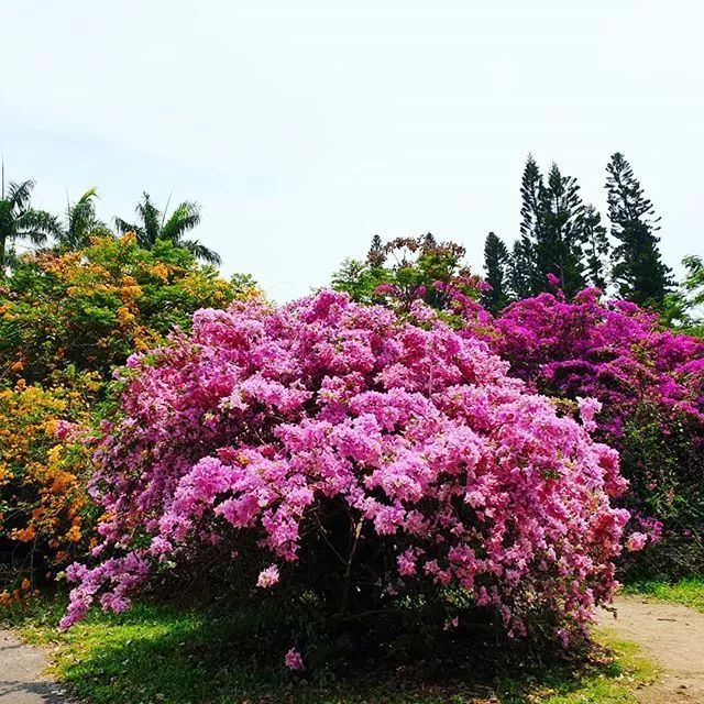 100种爬藤植物花墙,15种常用的园林观花爬藤植物