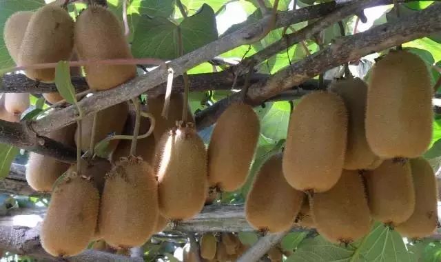 100种爬藤植物花墙,15种常用的园林观花爬藤植物