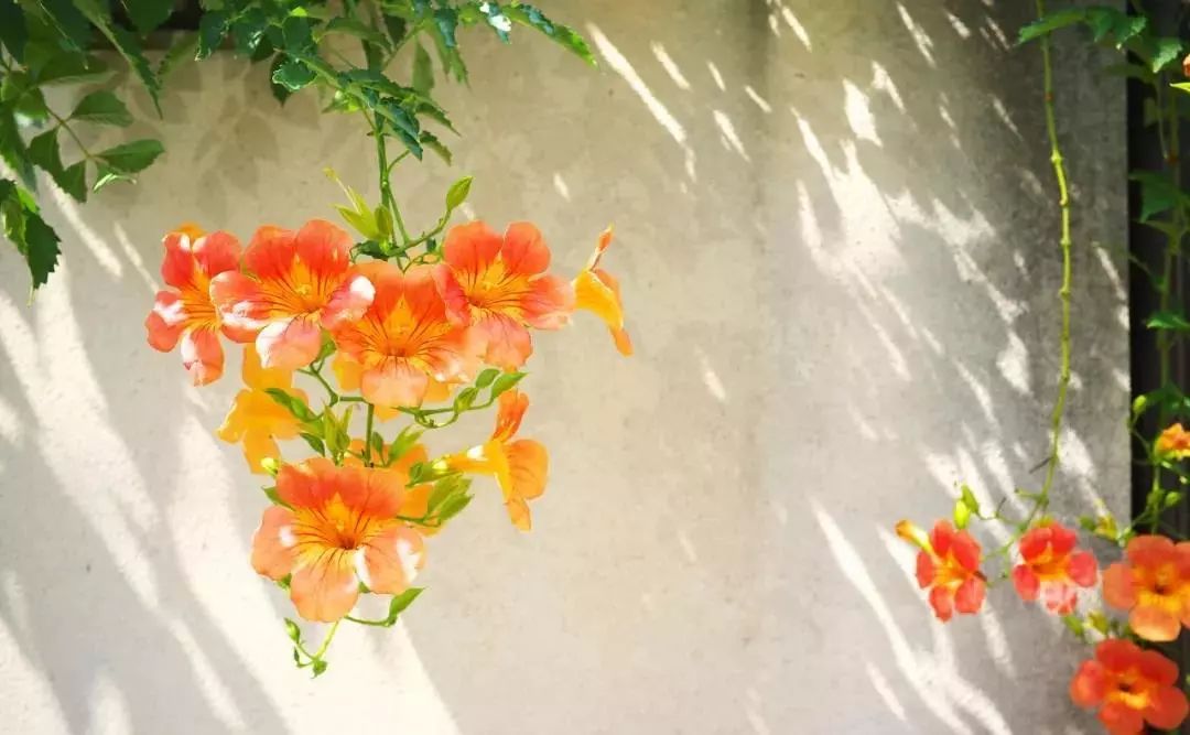 100种爬藤植物花墙,15种常用的园林观花爬藤植物