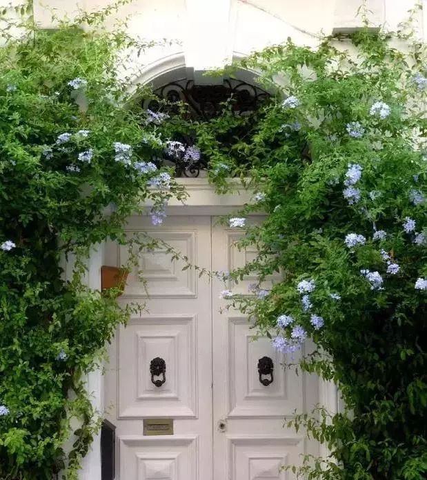 100种爬藤植物花墙,15种常用的园林观花爬藤植物