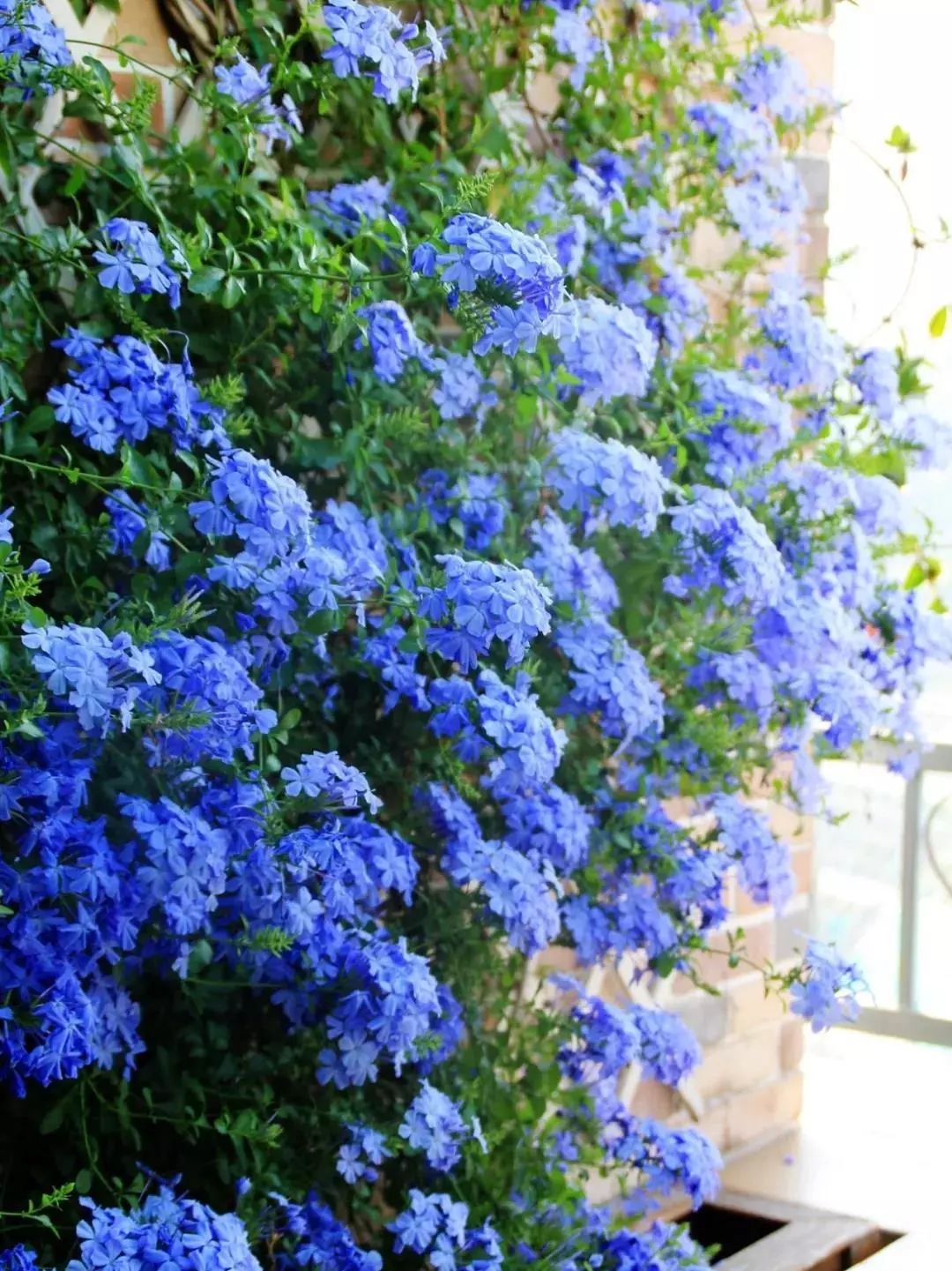 100种爬藤植物花墙,15种常用的园林观花爬藤植物