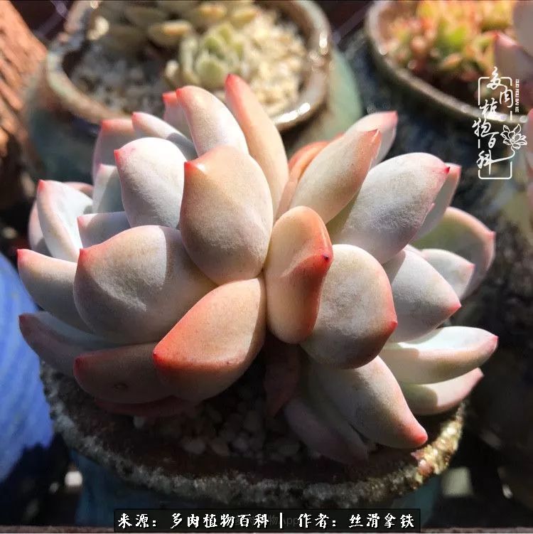 夏季比较耐晒的多肉,夏日的多肉