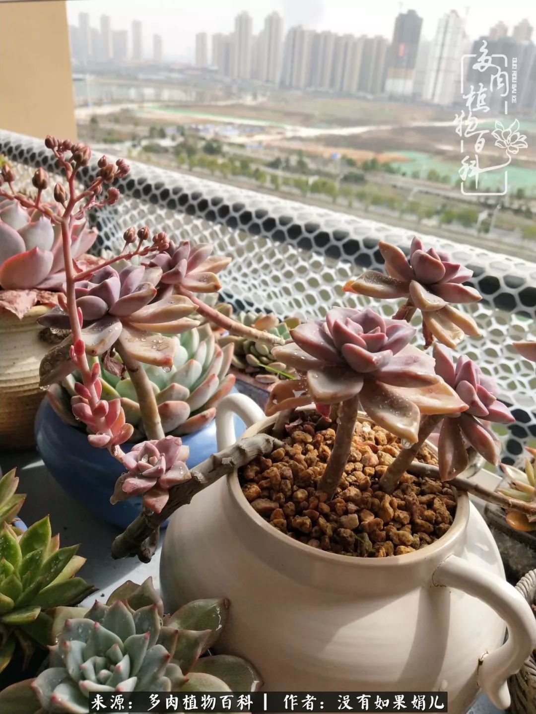 一个80后的养殖人,农村80后养肉人