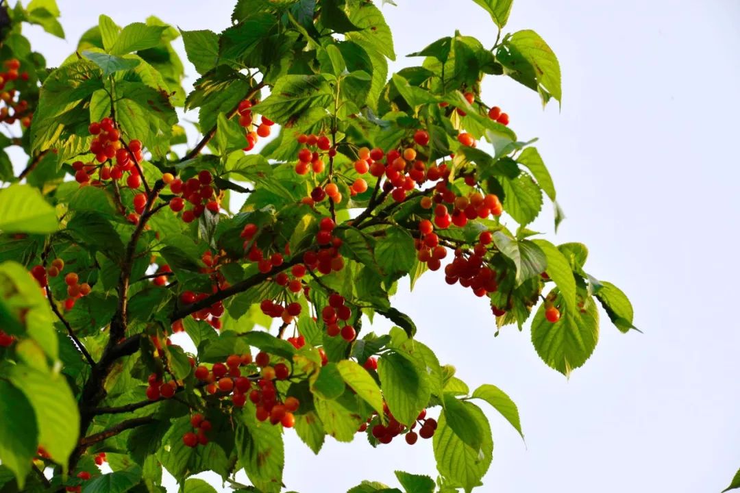 南阳聚力乡村旅游攻坚,南阳市加快文化旅游业发展