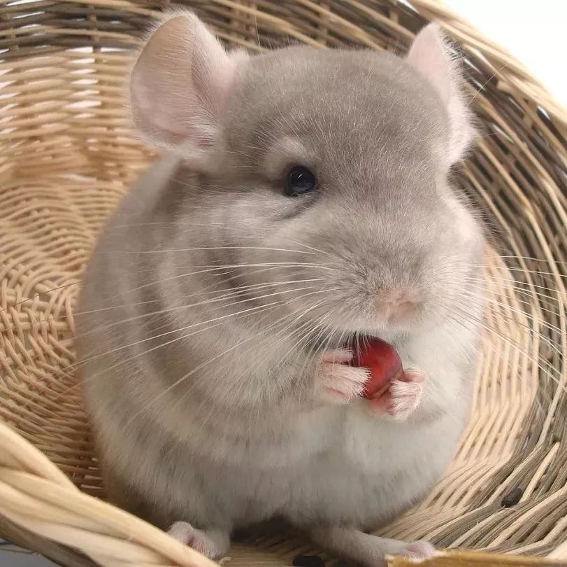 网红神兽！超级大奖！趣味畅游！全广州6.1都看这里了！