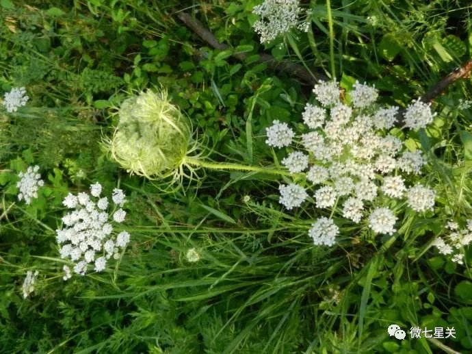 小心有毒路边野菜别乱采,有毒的野果和野菜