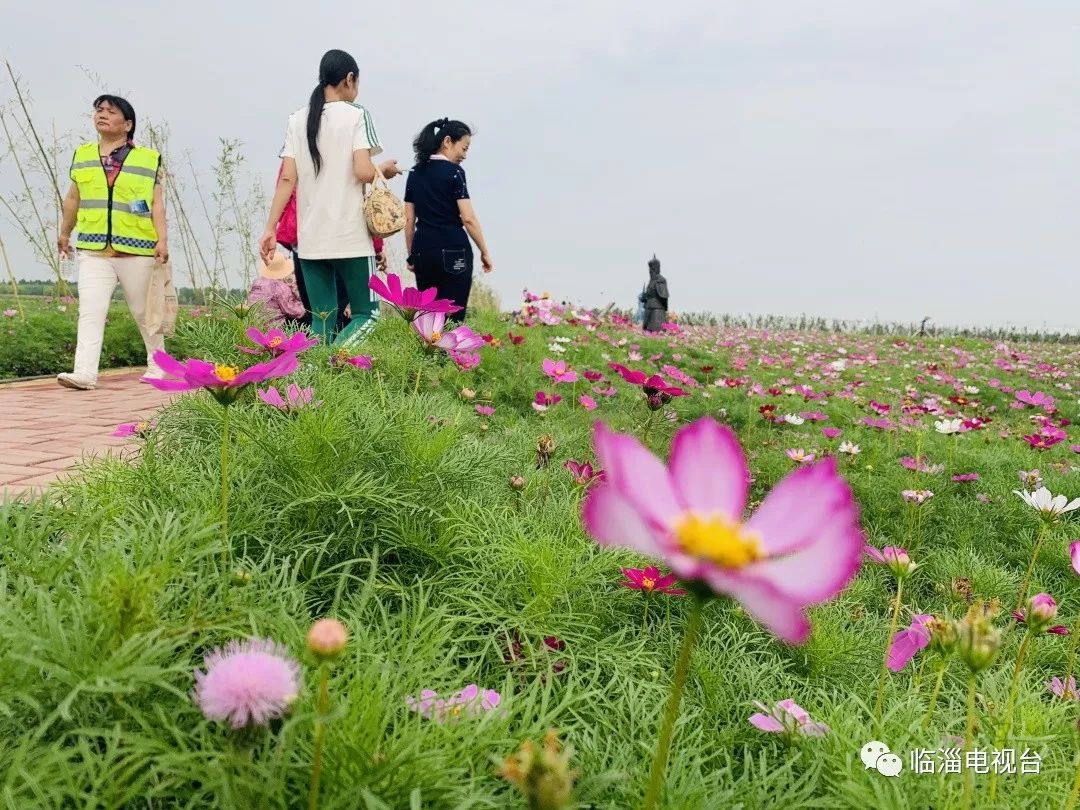 临淄梦幻花海,航拍临淄花海风景