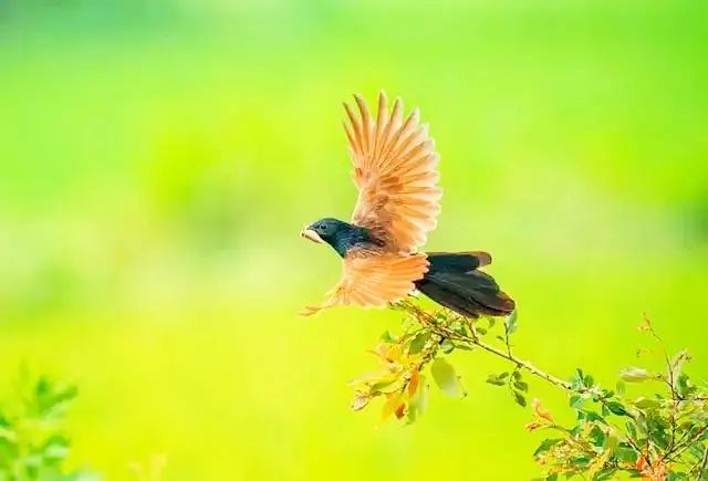 对焦和测光的分离怎么拍摄照片,拍照对焦技巧有哪些图片