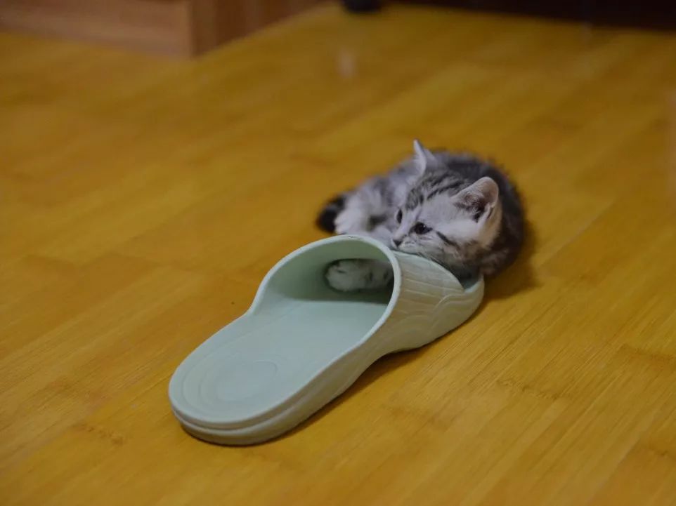 高萌来袭！真小奶猫小奶狗！|毛孩子的童年有多奶？