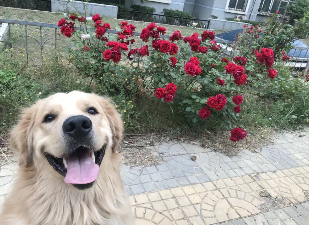 高萌来袭!真小奶猫小奶狗!|毛孩子的童年有多奶?