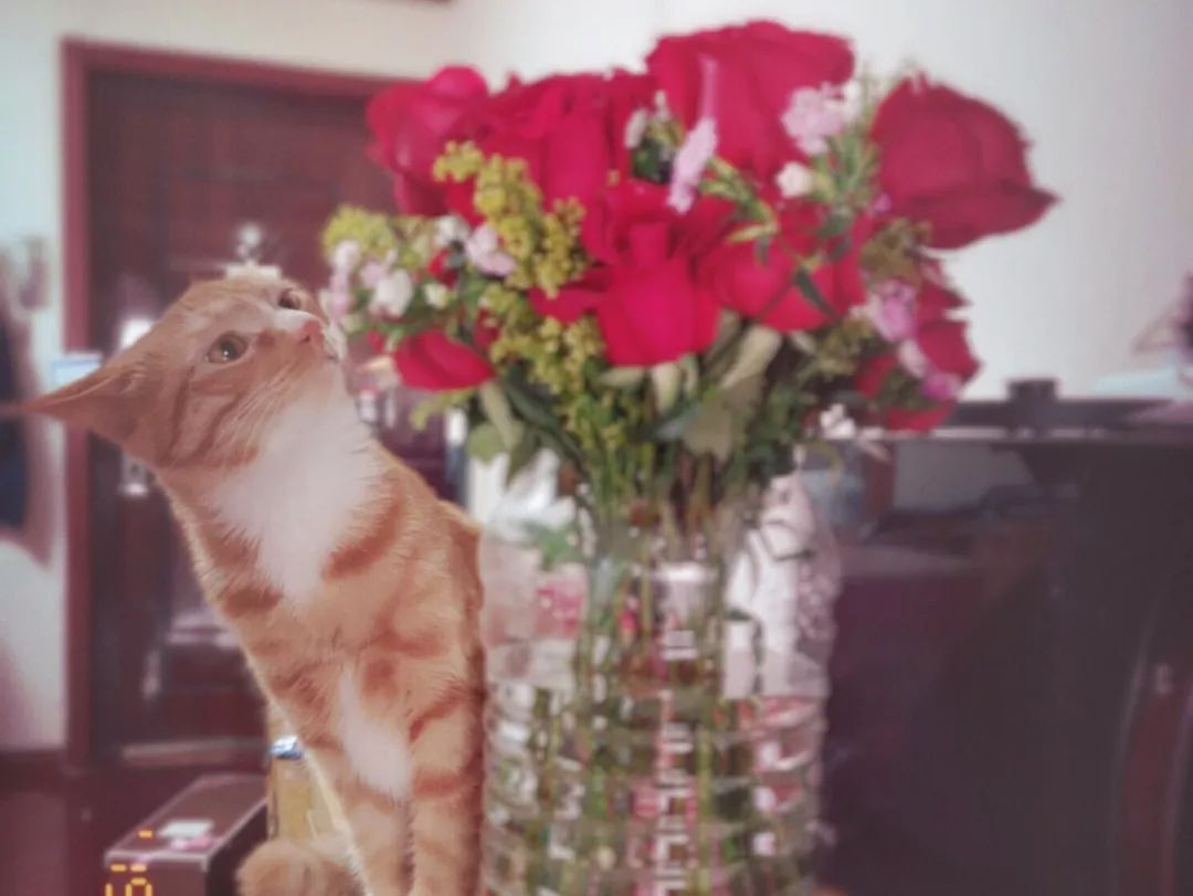 高萌来袭!真小奶猫小奶狗!|毛孩子的童年有多奶?