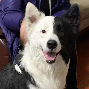 高萌来袭!真小奶猫小奶狗!|毛孩子的童年有多奶?