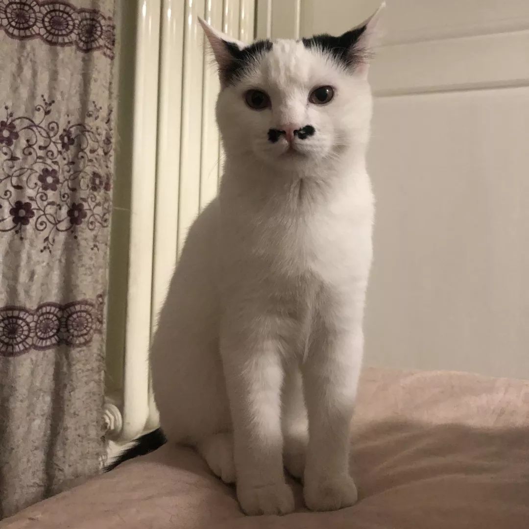 高萌来袭!真小奶猫小奶狗!|毛孩子的童年有多奶?