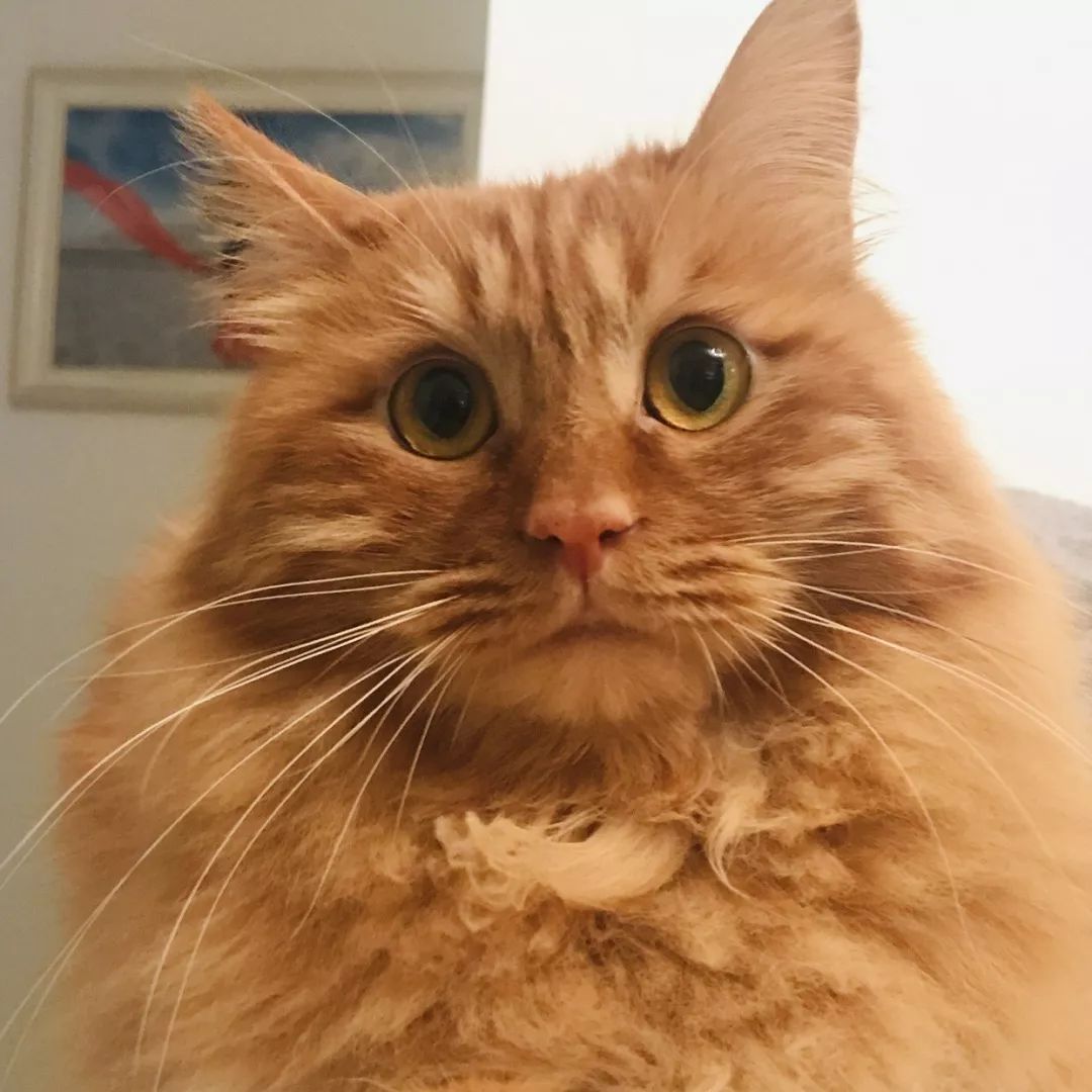 高萌来袭!真小奶猫小奶狗!|毛孩子的童年有多奶?