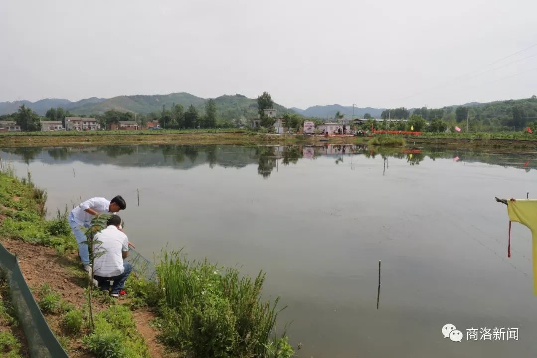 陕南养殖淡水龙虾,陕南哪里有养殖龙虾