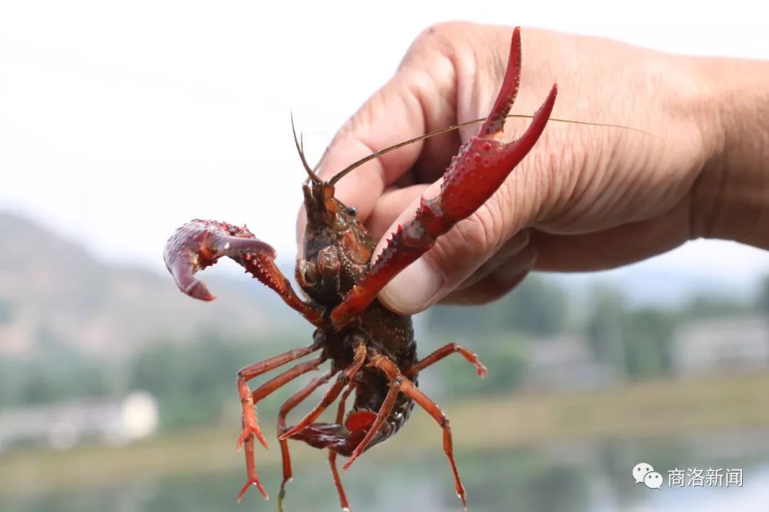 陕南养殖淡水龙虾,陕南哪里有养殖龙虾