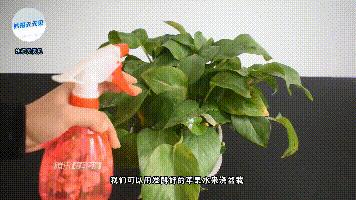 苹果烂了别扔越乱越值钱,苹果烂了千万别扔掉有妙招