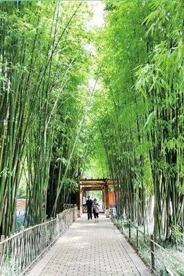 城味|翠湖：蕴含文化的“眼睛”更灵动