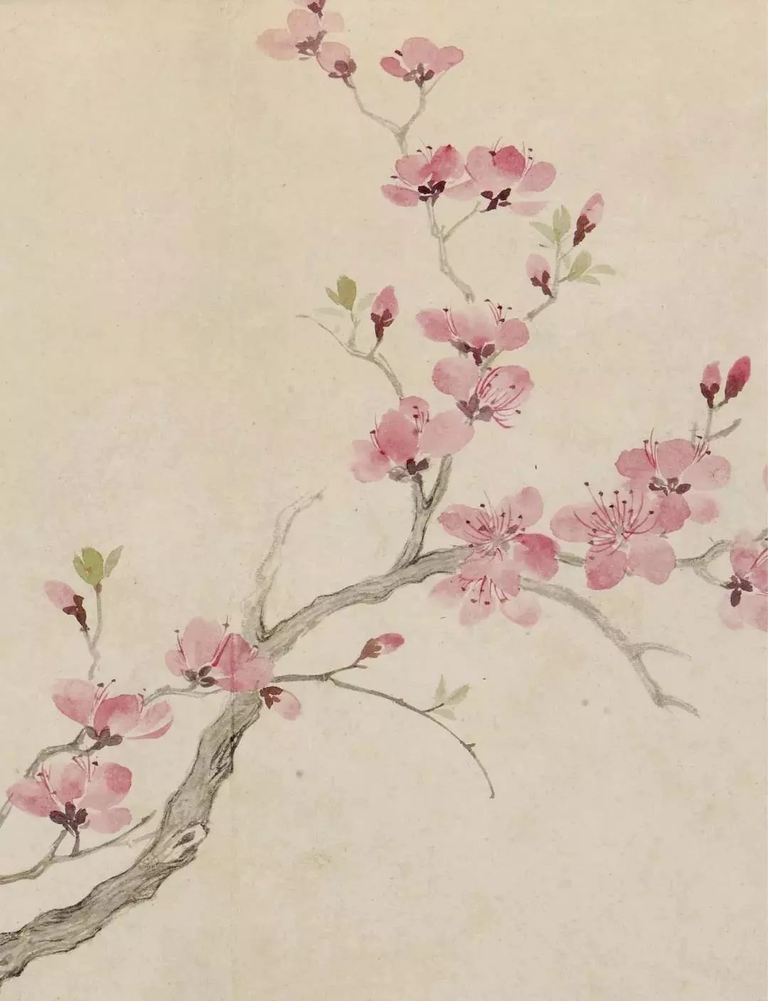 恽寿平的经典花鸟画作品,恽寿平花卉重绘高清图