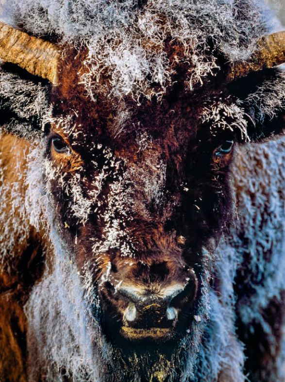 遇到野牛该如何保护自己,遇到美洲野牛怎么办